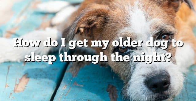 How do I get my older dog to sleep through the night?