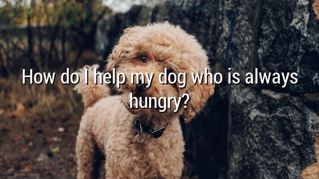How do I help my dog who is always hungry?