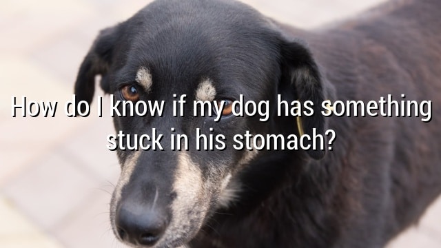 How do I know if my dog has something stuck in his stomach?