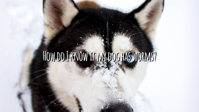 How do I know if my dog has worms?
