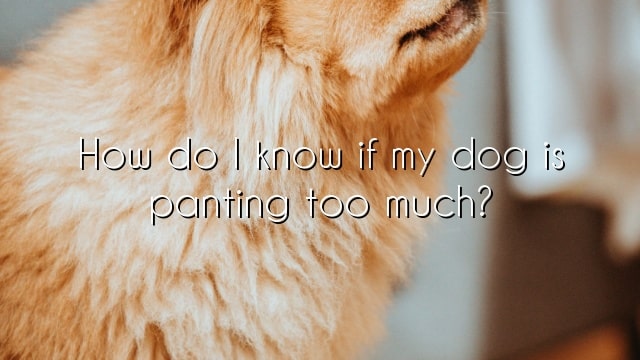 How do I know if my dog is panting too much?