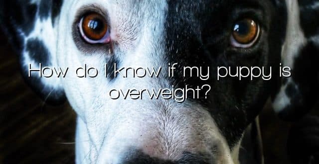 How do I know if my puppy is overweight?