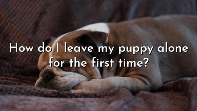 How do I leave my puppy alone for the first time?