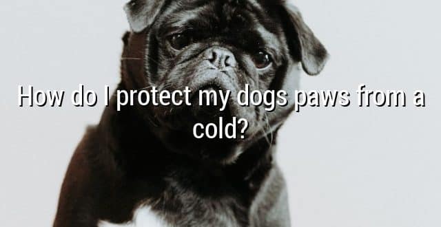How do I protect my dogs paws from a cold?