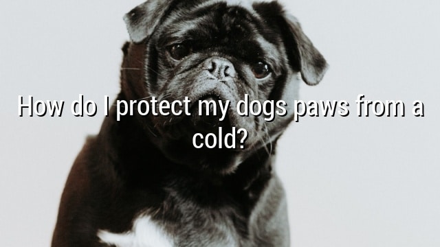 How do I protect my dogs paws from a cold?