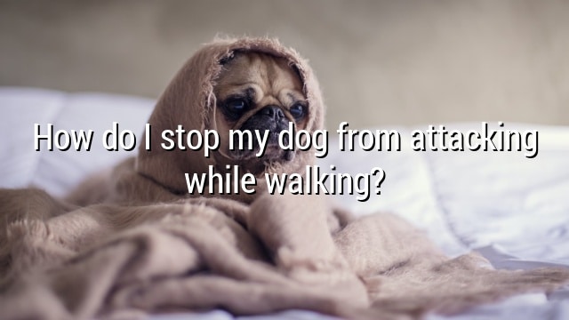 How do I stop my dog from attacking while walking?