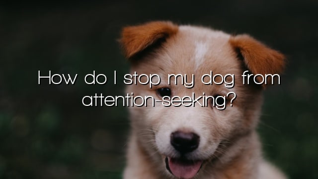 How do I stop my dog from attention-seeking?