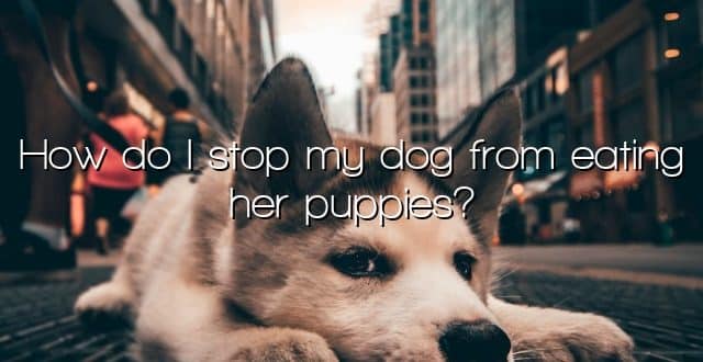 How do I stop my dog from eating her puppies?