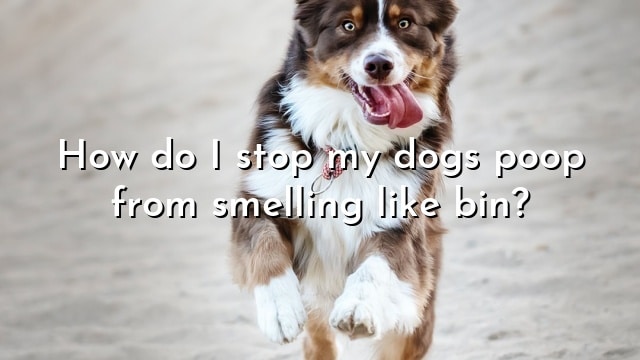 How do I stop my dogs poop from smelling like bin?