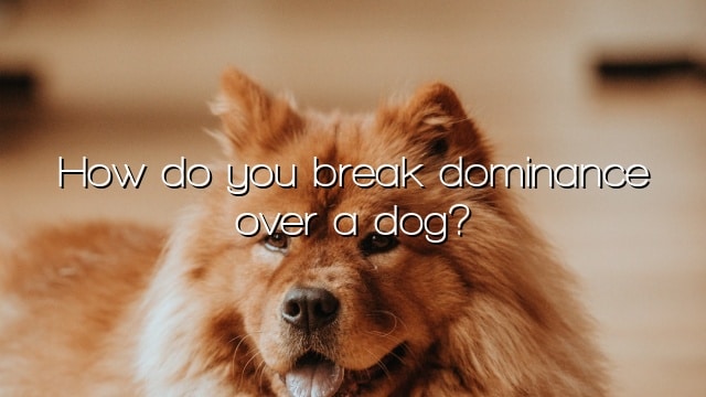 How do you break dominance over a dog?