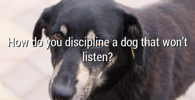 How do you discipline a dog that won’t listen?