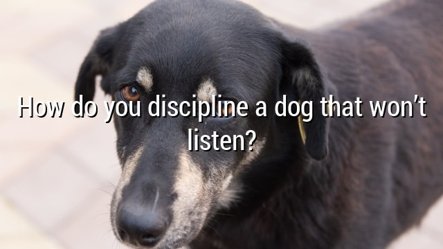 How do you discipline a dog that won’t listen?