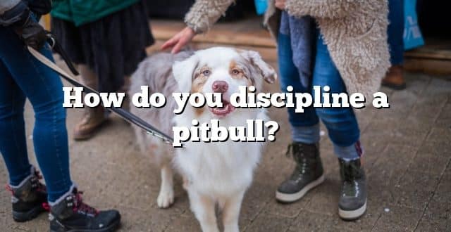 How do you discipline a pitbull?