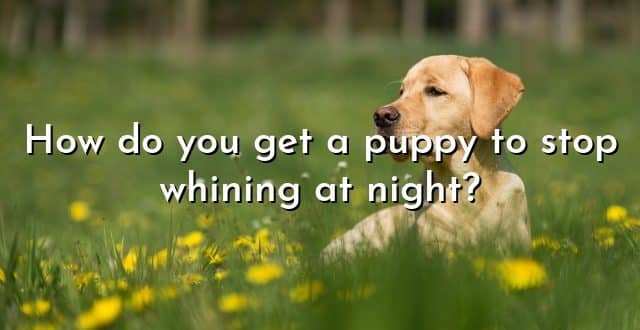 How do you get a puppy to stop whining at night?