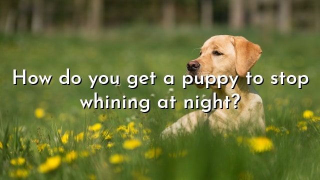 How do you get a puppy to stop whining at night?
