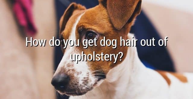 How do you get dog hair out of upholstery?