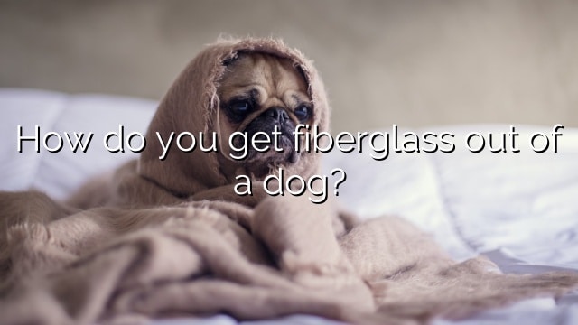 How do you get fiberglass out of a dog?
