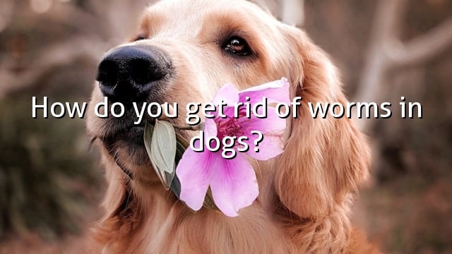 How do you get rid of worms in dogs?