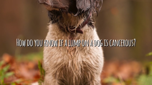 How do you know if a lump on a dog is cancerous?
