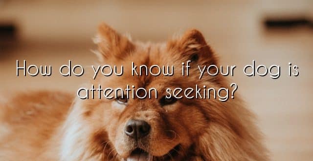How do you know if your dog is attention seeking?