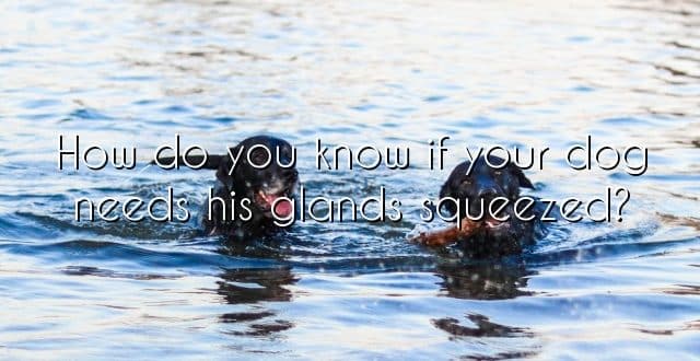 How do you know if your dog needs his glands squeezed?