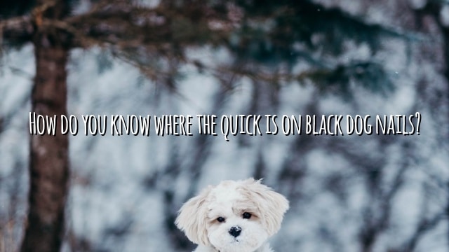 How do you know where the quick is on black dog nails?