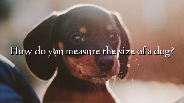 How do you measure the size of a dog?