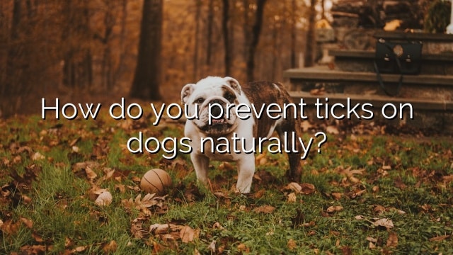 How do you prevent ticks on dogs naturally?