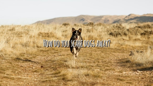 How do you scare dogs away?