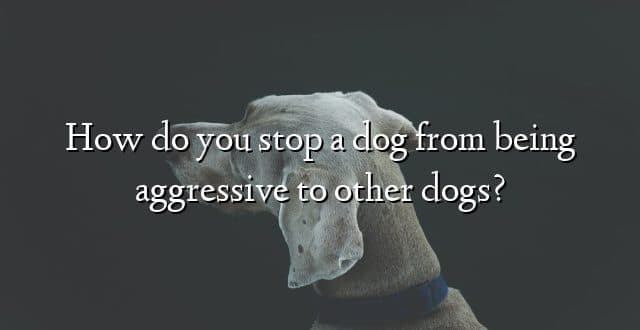 How do you stop a dog from being aggressive to other dogs?
