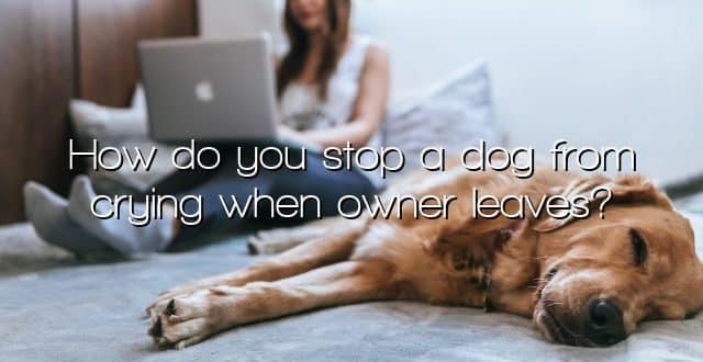 How do you stop a dog from crying when owner leaves?