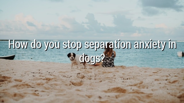 How do you stop separation anxiety in dogs?