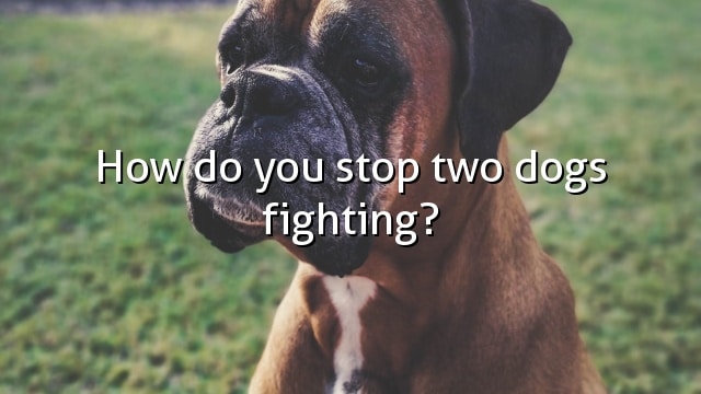 How do you stop two dogs fighting?