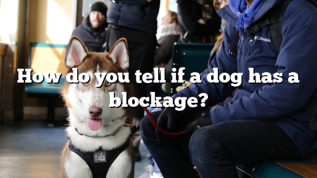 How do you tell if a dog has a blockage?
