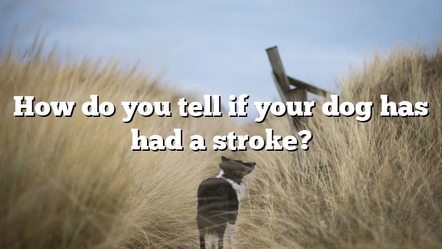 How do you tell if your dog has had a stroke?