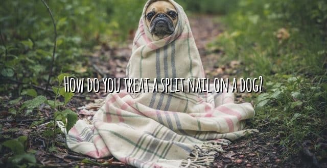 How do you treat a split nail on a dog?