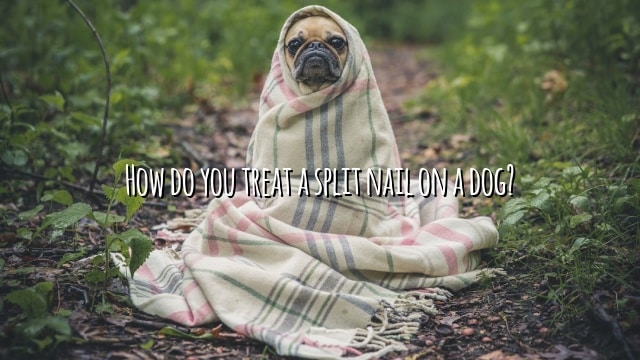 How do you treat a split nail on a dog?