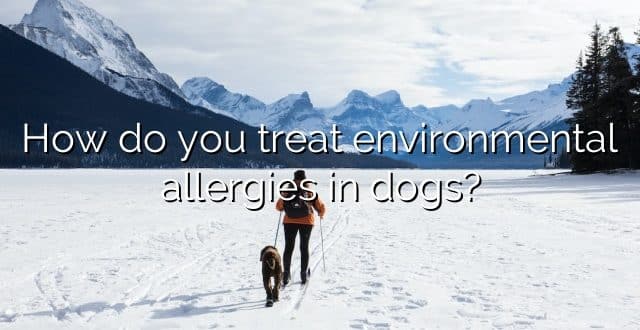 How do you treat environmental allergies in dogs?