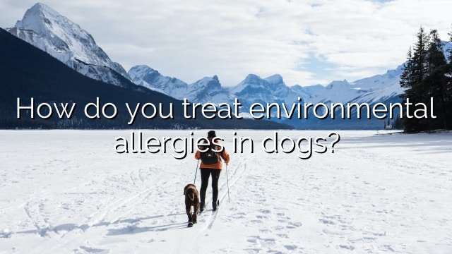 How do you treat environmental allergies in dogs?