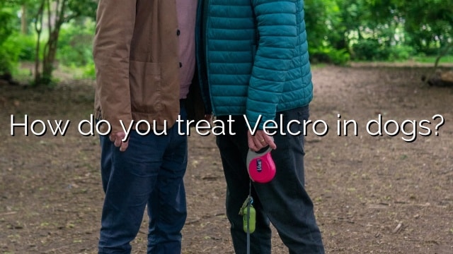 How do you treat Velcro in dogs?