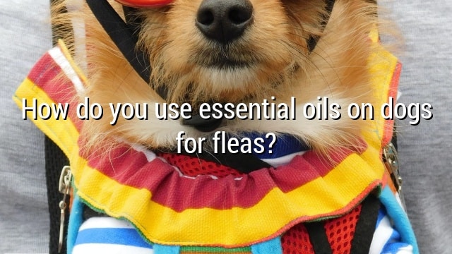 How do you use essential oils on dogs for fleas?