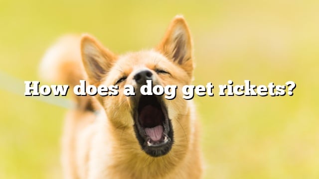 How does a dog get rickets?