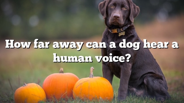 How far away can a dog hear a human voice?