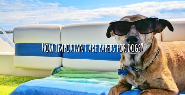 How important are papers for dogs?