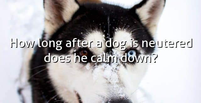 How long after a dog is neutered does he calm down?