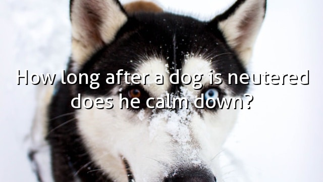 How long after a dog is neutered does he calm down?