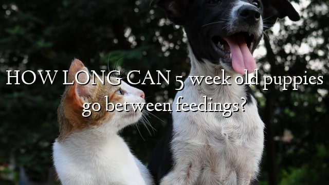 HOW LONG CAN 5 week old puppies go between feedings?