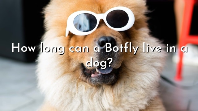 How long can a Botfly live in a dog?