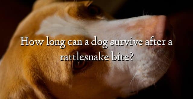 How long can a dog survive after a rattlesnake bite?