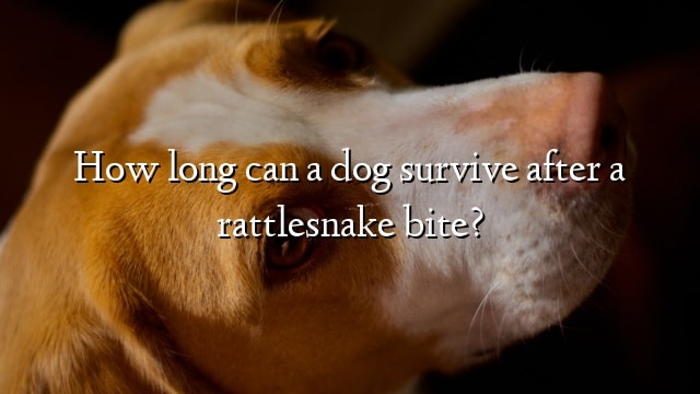 How long can a dog survive after a rattlesnake bite?